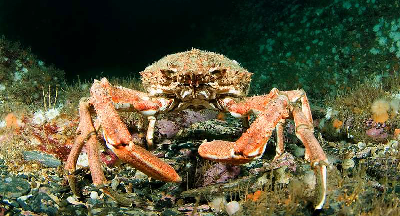 P8 crab